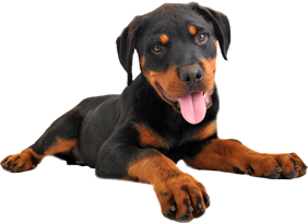 Rottweiler Puppies for Adoption on Long Island Rottweiler Puppies for Adoption on Long Island