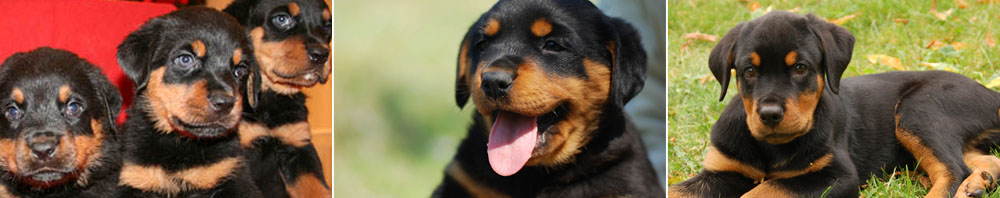 Long Island Rottweiler Puppies for Adoption Long Island Rottweiler Puppies for Adoption